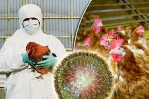 Campuchia thông báo dịch cúm gia cầm tại tỉnh giáp Việt Nam