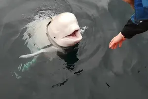 Thực hư chuyện cá voi trắng nghi làm gián điệp cho Nga