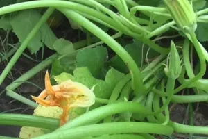 Một người dân ở Mỹ trồng thử hạt giống lạ trên và các chuyên gia vẫn không xác định được cây đó là cây gì.