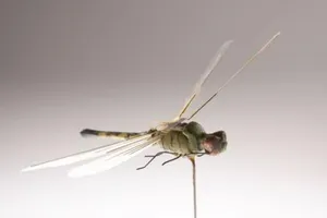 Vì sao Mỹ chưa bao giờ dùng UAV nhỏ như chuồn chuồn để do thám đối thủ?