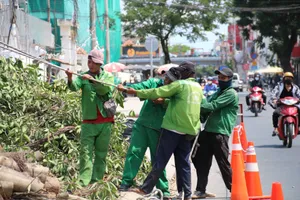 Di dời hàng loạt cây xanh để mở rộng đường Hoàng Hoa Thám, TP.HCM