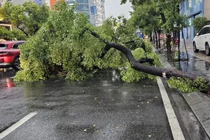 Cây xanh ngã đổ, bật gốc sau cơn mưa lớn ở TP.HCM