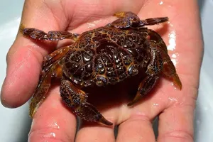 Nguy cơ tử vong cao nếu ăn phải cua mặt quỷ