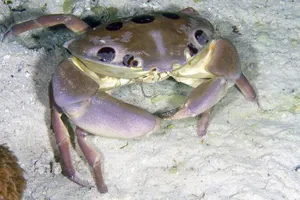 Những loài cua có thể gây chết người cần nên tránh khi ăn 