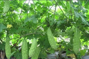 Mướp đắng ngăn ngừa được cả bệnh ung thư?