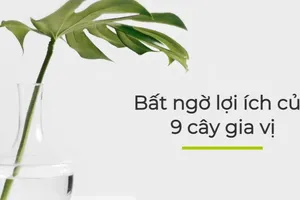 Bất ngờ lợi ích của 9 cây gia vị sau
