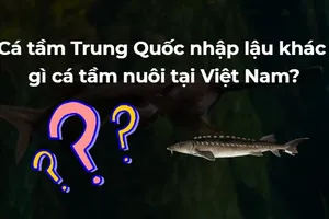 Cá tầm Trung Quốc nhập lậu khác gì cá tầm nuôi tại Việt Nam?
