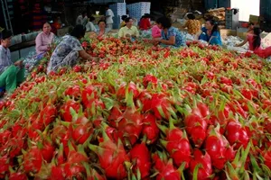 Thanh Long xuất sang Trung Quốc có giá 14.000 đồng/kg