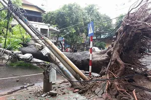 EVN cảnh báo nguy hiểm do bão số 1 gây tổn hại lưới điện