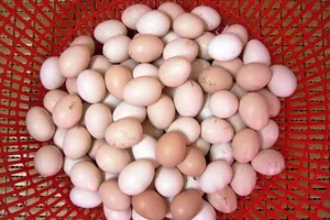 Giá một quả trứng gà bị đẩy lên gấp 2-3 lần