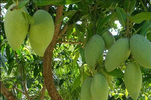 Quả xoài Việt Nam chính thức có 'visa' vào Mỹ