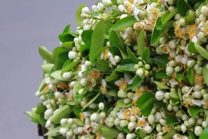 Hà Nội: Hoa bưởi xuống phố, giá giảm nhưng vắng người mua