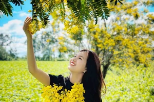 Ngắm hoa muồng vàng trên đồi chè trăm tuổi ở Gia Lai