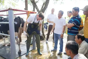 Nông dân Việt Nam-Hà Lan giao lưu chăn nuôi bò sữa