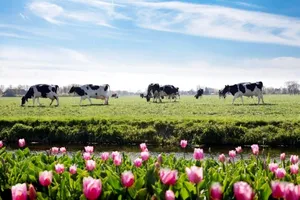 Nông dân Hà Lan: 7 đời người gắn bó với nông trang bò