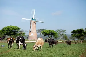 Dấu ấn phát triển bò sữa công nghệ cao của Vinamilk