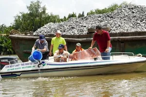 Ông David Duong thả hơn 1 triệu con cá xuống sông Cần Giuộc