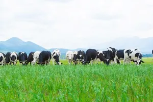 Vinamilk: Thương hiệu có giá trị cao nhất Việt Nam 2019