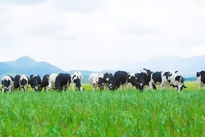 Vinamilk, doanh nghiệp niêm yết xuất sắc của VN và châu Á