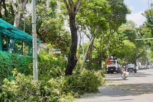 TP.HCM: Tăng cường bảo vệ và phát triển cây xanh