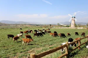 Trang trại bò sữa Vinamilk tăng trưởng mạnh và ấn tượng