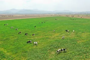 Câu chuyện 10 năm “vươn ra thế giới” của Vinamilk