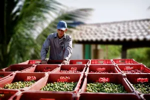 Bên trong nông trại hữu cơ làm nên những sản phẩm Amway chất lượng