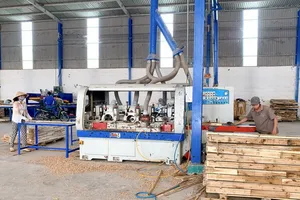 Đưa keo lai U Minh Hạ vượt đại dương: kỳ vọng trong tầm tay