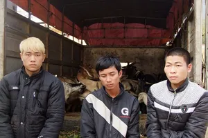 6 người trói chân tay, bịt miệng nạn nhân cướp đàn gia súc 