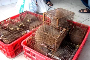 Hàng chục con dúi và rắn trên xe khách vào Sài Gòn