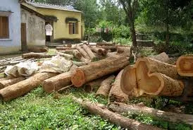 Tiếp tay cho lâm tặc, 5 cán bộ kiểm lâm bị kỷ luật