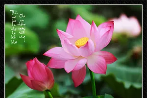 Ảnh sen về cha mẹ của nghệ sĩ Xuân Anh (Kỳ 1)