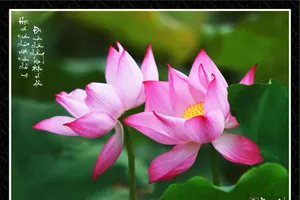 Chùm ảnh Sen nghệ thuật của nghệ sĩ Xuân Anh (Kỳ 2)