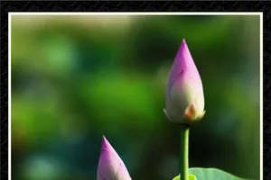 Chùm ảnh Sen nghệ thuật của nghệ sĩ Xuân Anh (Kỳ 3)