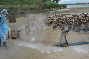 11 tỉnh có dịch cúm gia cầm