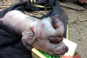 Lợn đẻ ra… “voi“