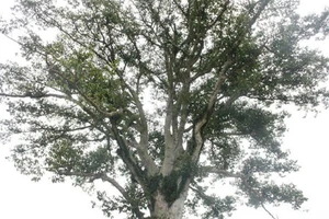 Cây sui 100 tuổi 'có một không hai' ở Nghệ An