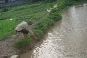  Hốt hoảng phát hiện 2 xác thai nhi dưới mương nước thả Vịt