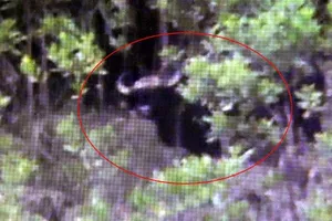 Một giáo viên ghi được hình ảnh bò tót đang ăn cỏ