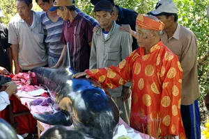 Cá Ông trôi dạt vào biển Tịnh Kỳ, Quảng Ngãi