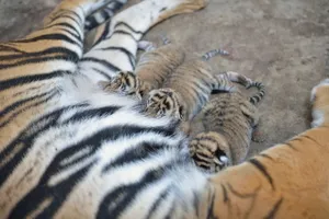 Thêm một hổ mẹ tại Thảo Cầm Viên Sài Gòn sinh con