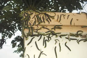 Sâu 'tấn công' nhà dân