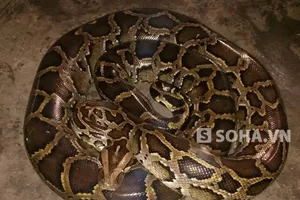 Nam thanh niên vật lộn 2 tiếng bắt trăn khổng lồ bò ra đường