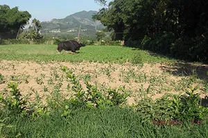 Bò tót húc chết một người và hai người bị thương nặng