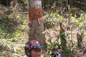 Khởi tố vụ án tham ô tại BQL rừng phòng hộ Sông Hinh