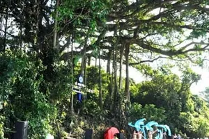 Cây đa 800 tuổi được công nhận di sản Việt Nam