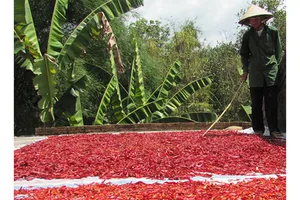 Người dân “méo mặt” vì thương lái Trung Quốc