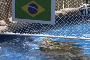 Lạc đà và Rùa đầu to chọn Brazil vào Chung kết ?