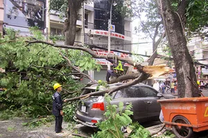 Thót tim chứng kiến nhánh cây to rơi giữa trung tâm Sài Gòn