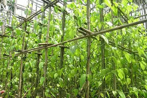 Chùm ảnh Nhà văn viếng thăm Đền Tưởng niệm Ngã Ba Giồng và 18 thôn vườn trầu (3)